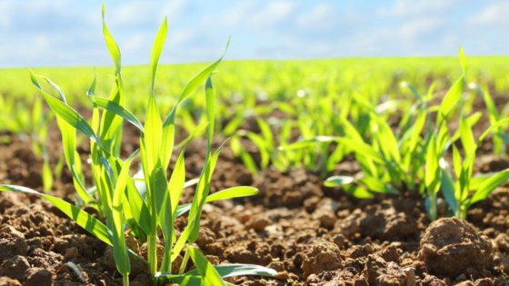  Nezāļu ierobežošanai graudaugos rudenī izvēlieties Pontos® + Flight® Forte!