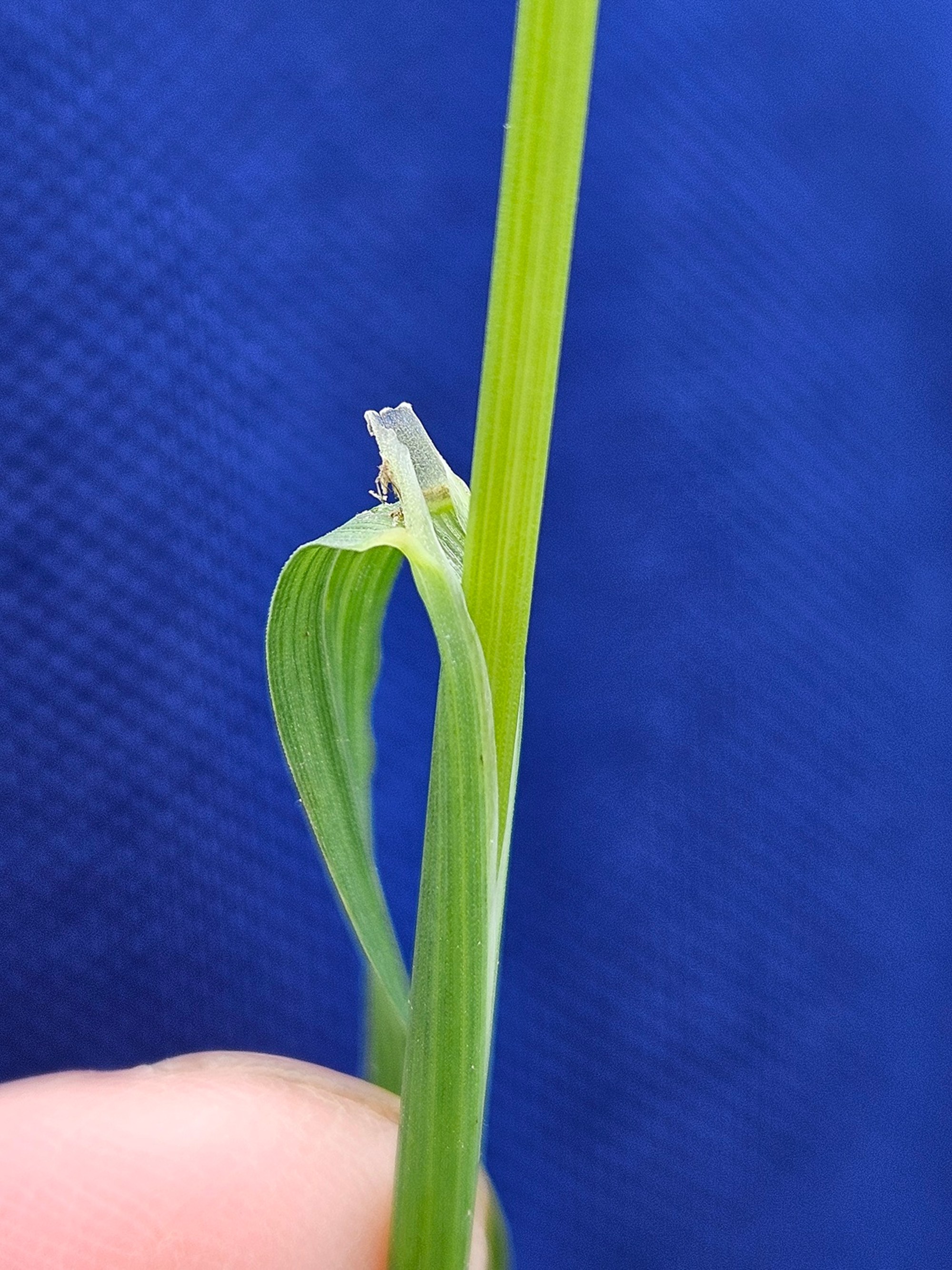 Peļastīšu lapsastes mēlīte