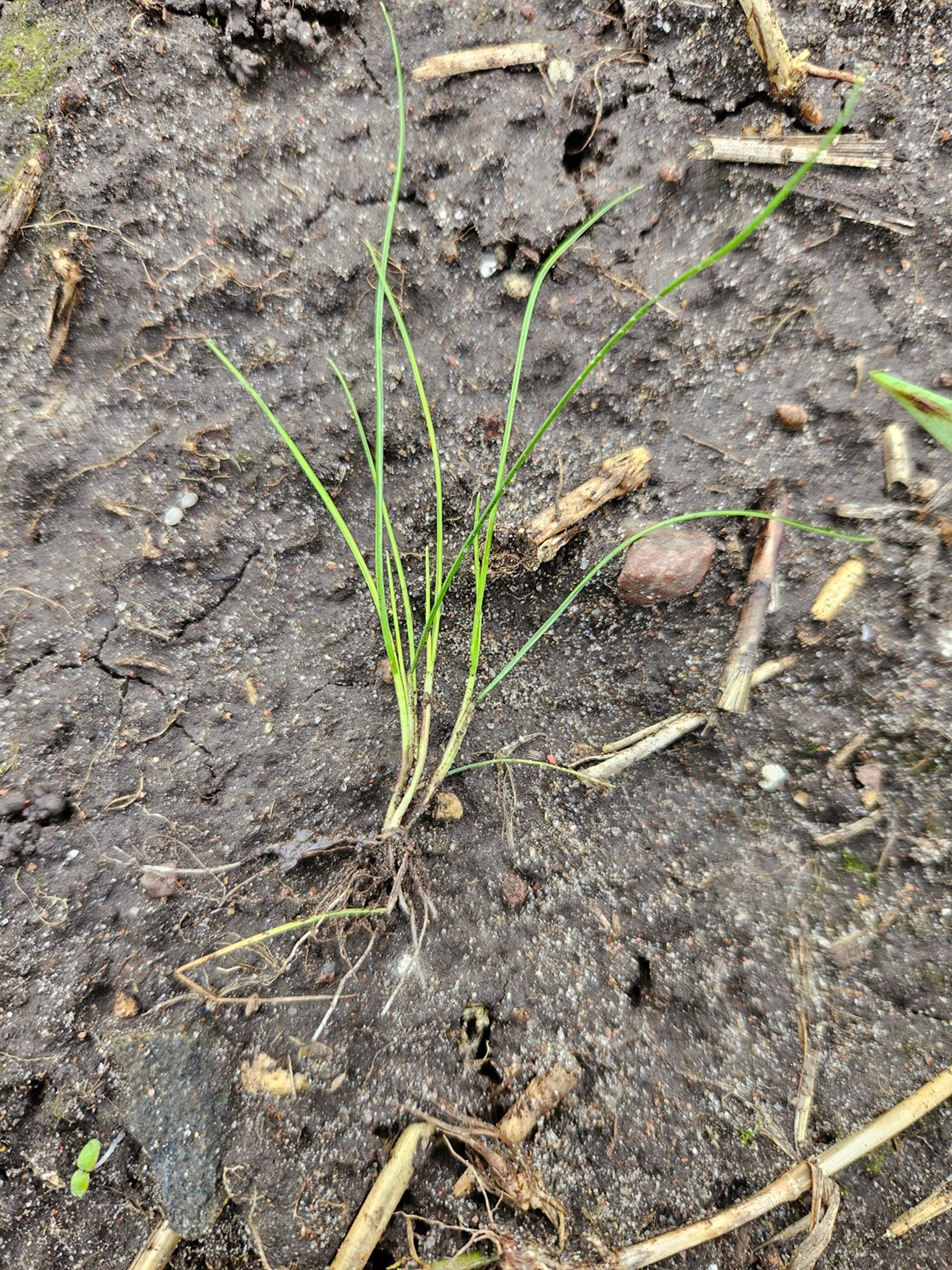 Peļastīšu lapsaste