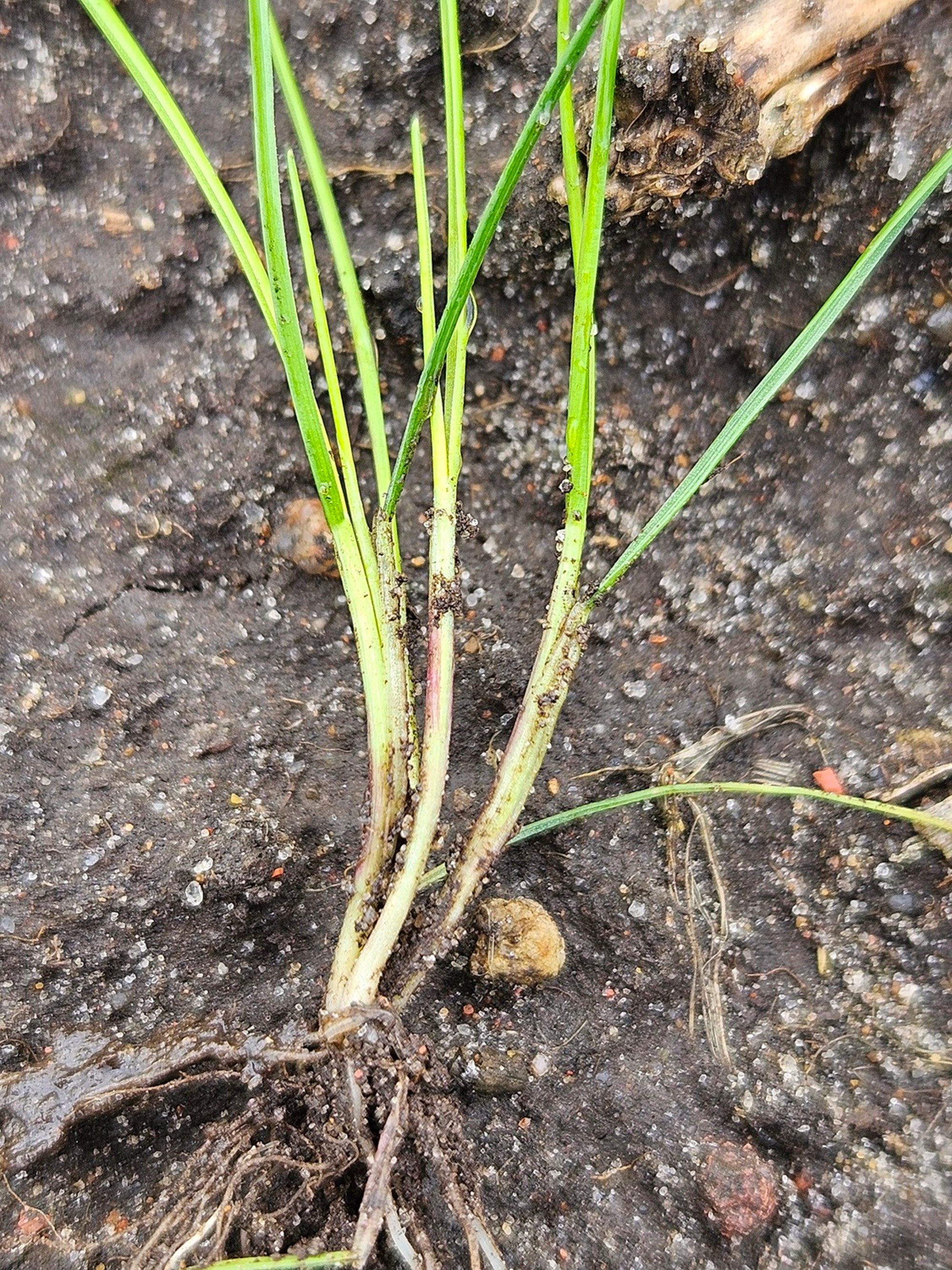 Peļastīšu lapsaste