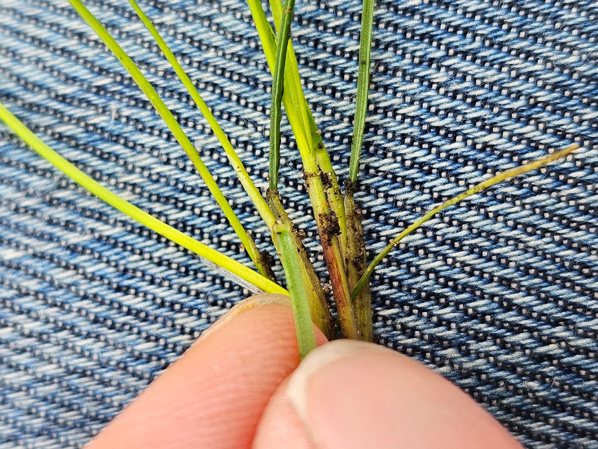 Peļastīšu lapsastes mēlīte