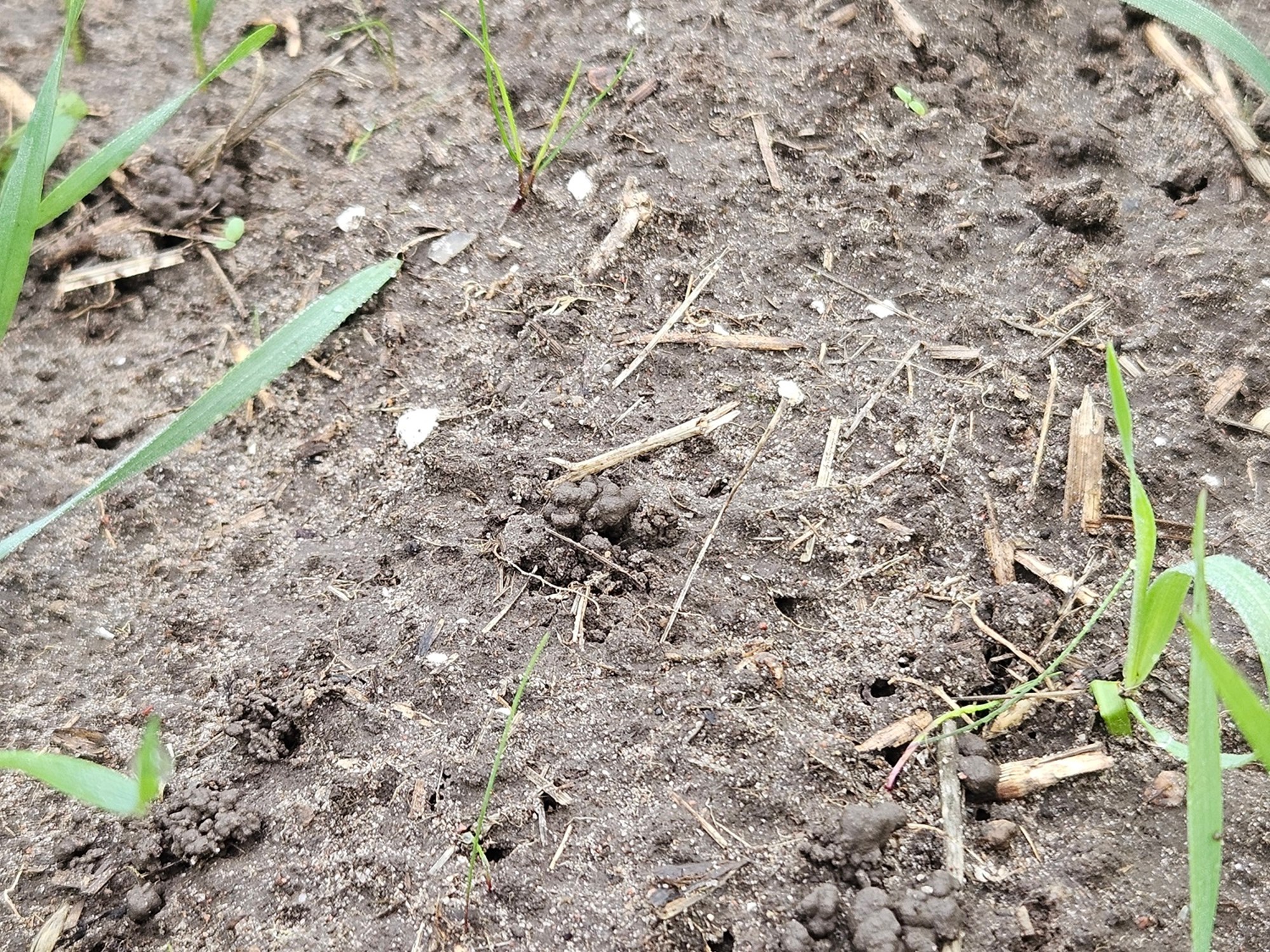 Salīdzinājumā ar ziemas kviešiem peļastīšu lapsaste ir ļoti sīka un ar smalkām lapām 