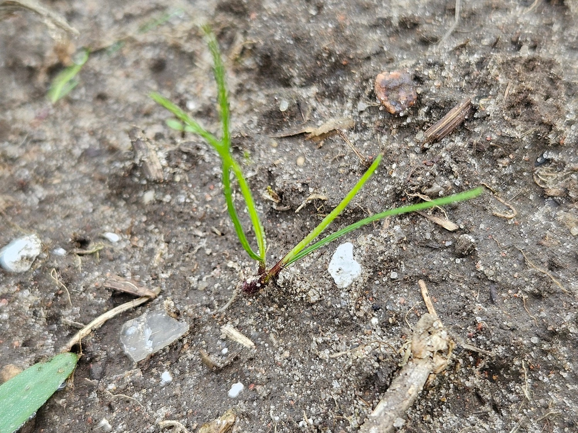 Peļastīšu lapsaste