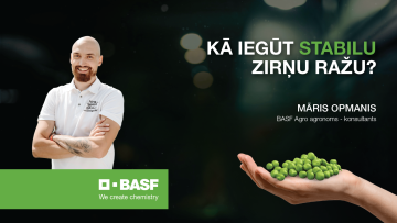 Kā iegūt stabilu zirņu ražu