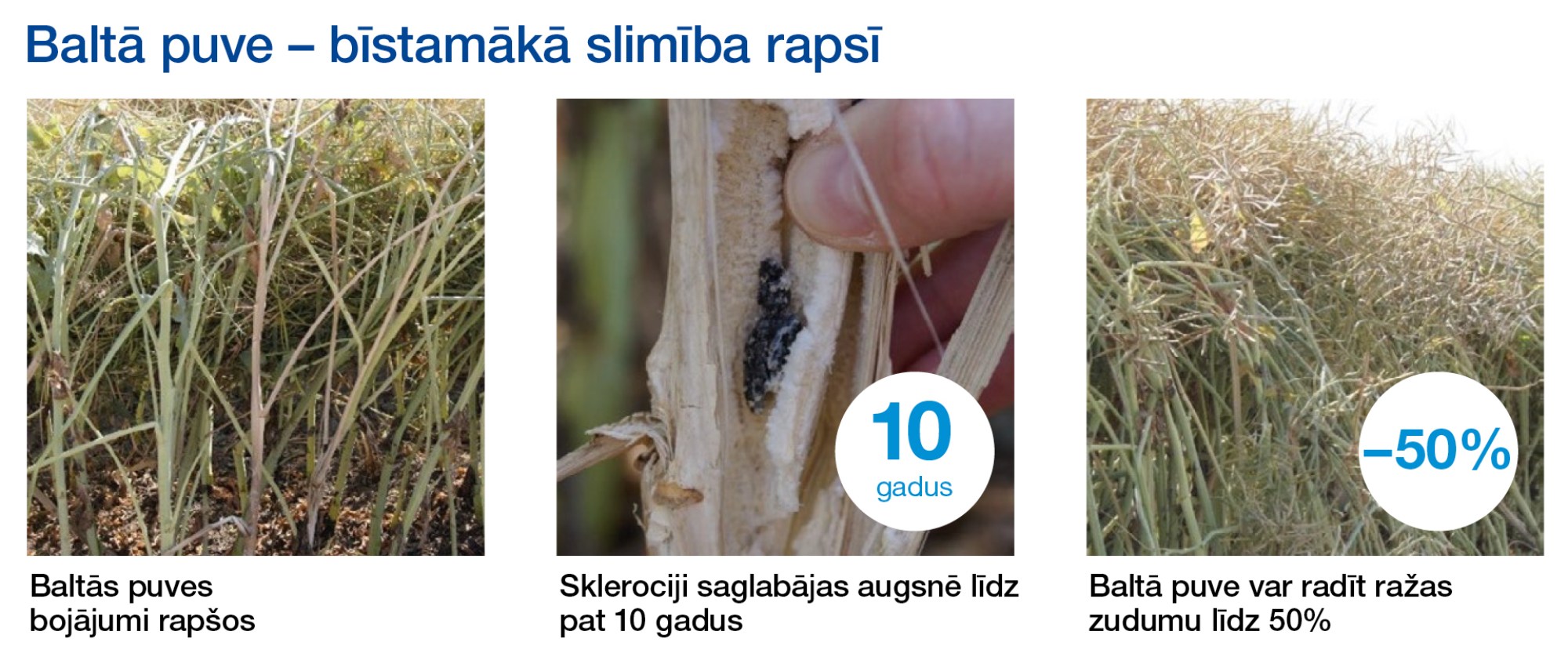 Tas nozīmē, ka nepieciešams fungicīds ar plašu iedarbības spektru.