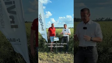 Rapšu eksperta padomi| hibrīds InVigor 2040 - ziemas rapsis, kas stiprāks par stresu