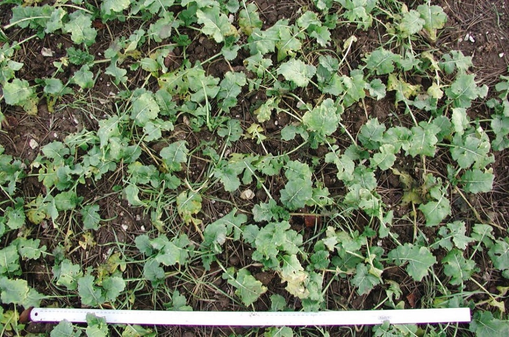 Avots: AHDB, (attēls no https://ahdb.org.uk)