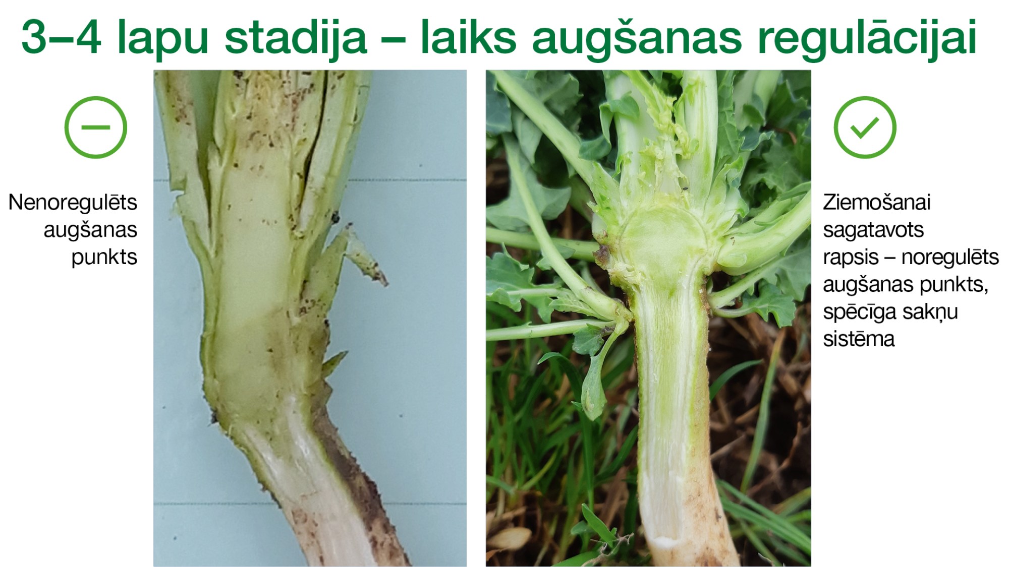 Rapša augšanas regulēšana ar Caryx®