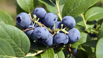 Krūmmellenes