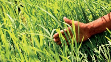 Dekoratīvie balkonaugi
