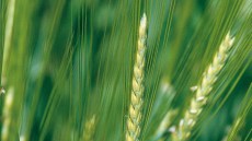 Ziemas mieži